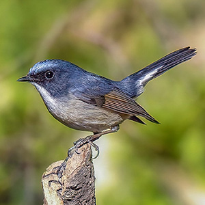 Slaty-blue Flycatcher